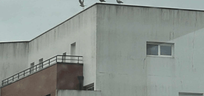 يوحنا وليام