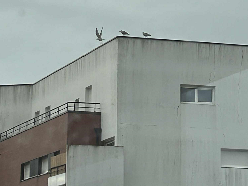 يوحنا وليام